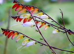 Ipomoea Quamoclit